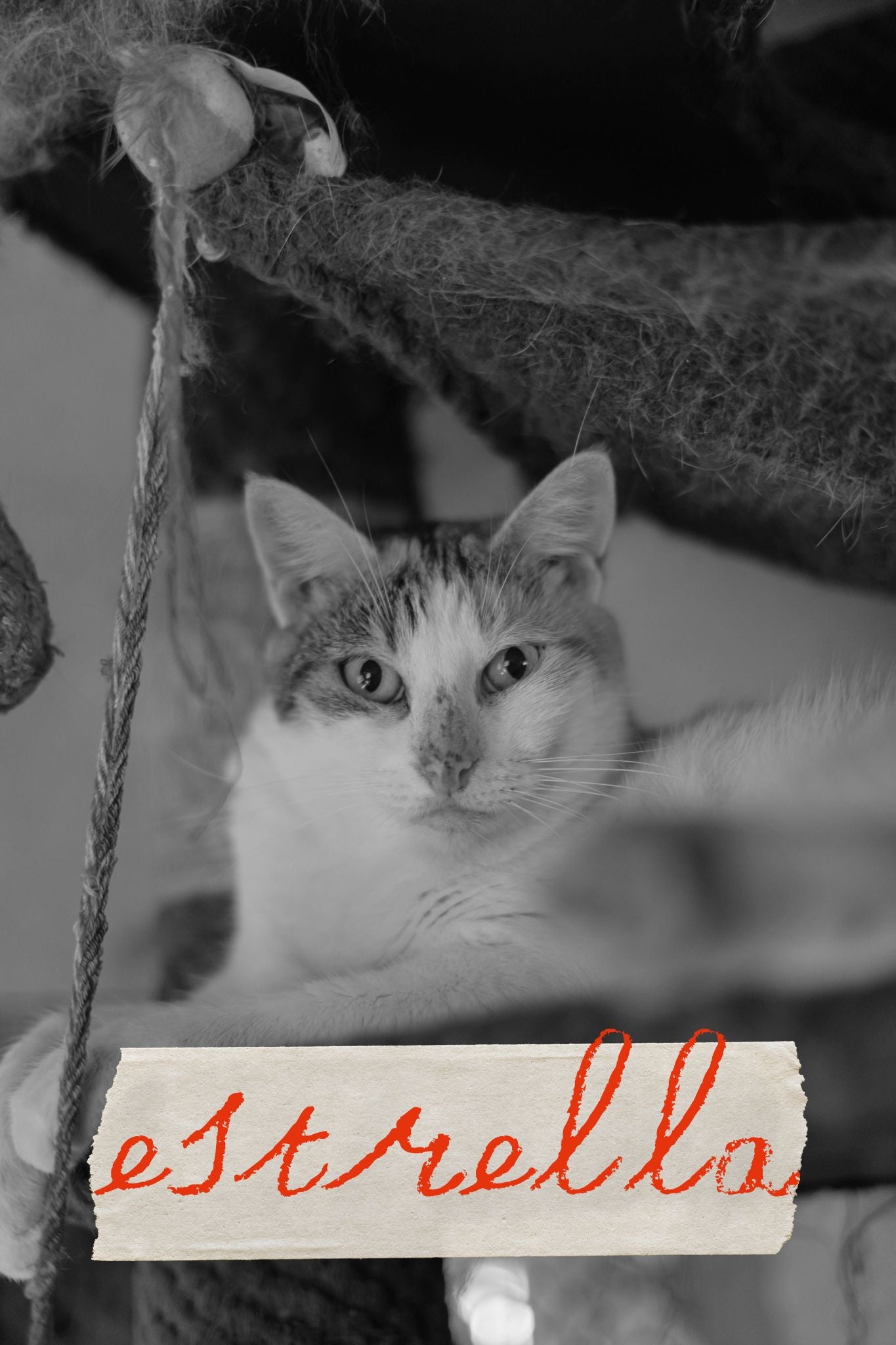 ESTRELLA