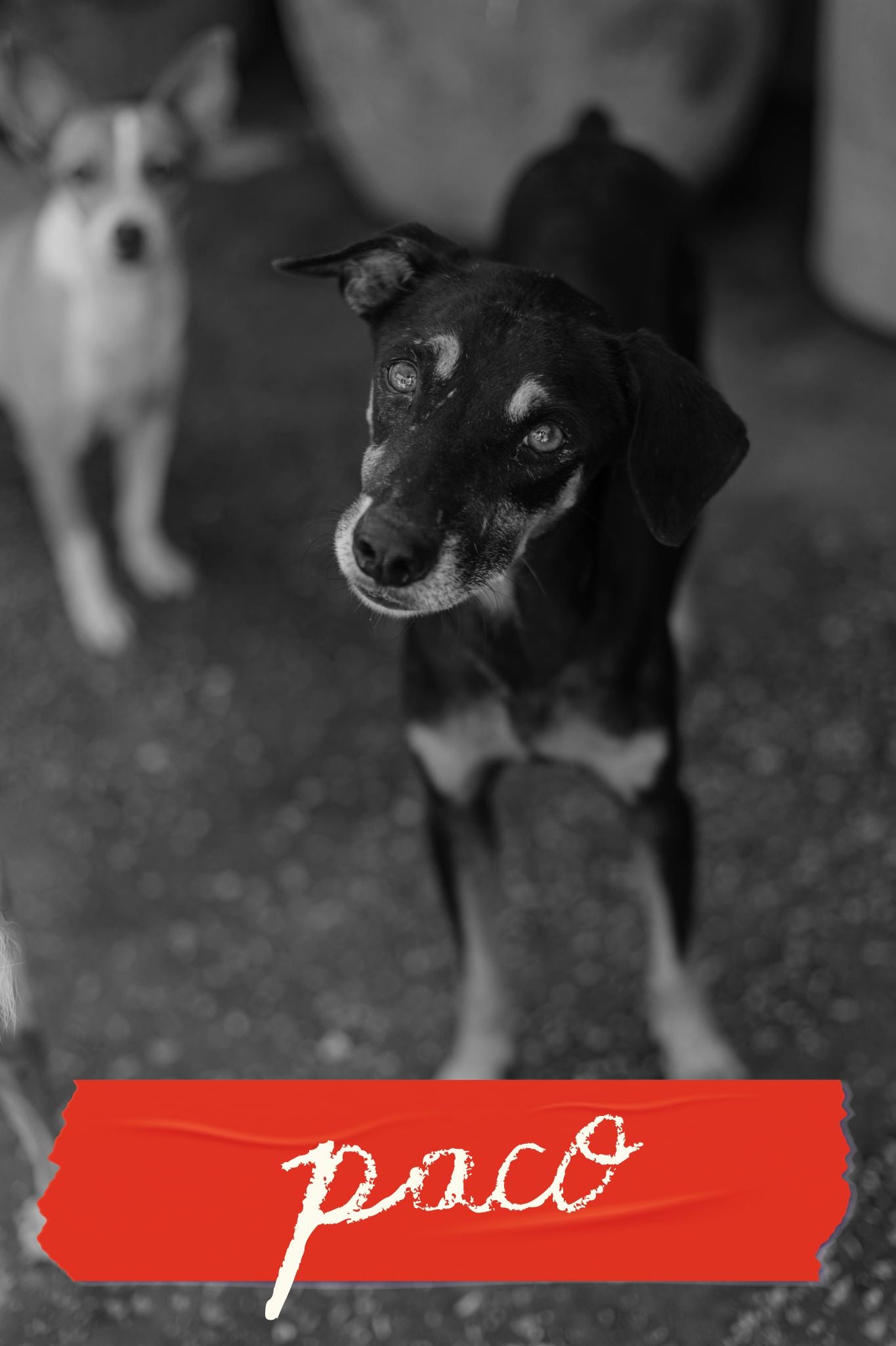 PACO