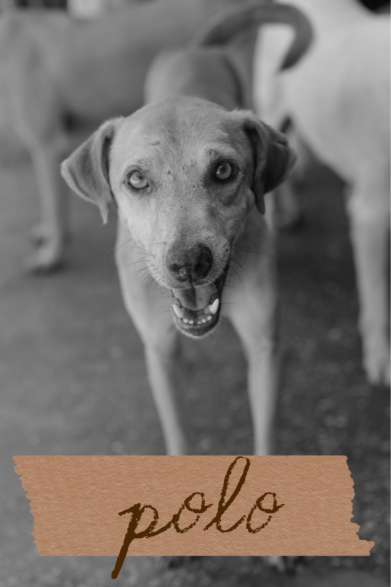 POLO