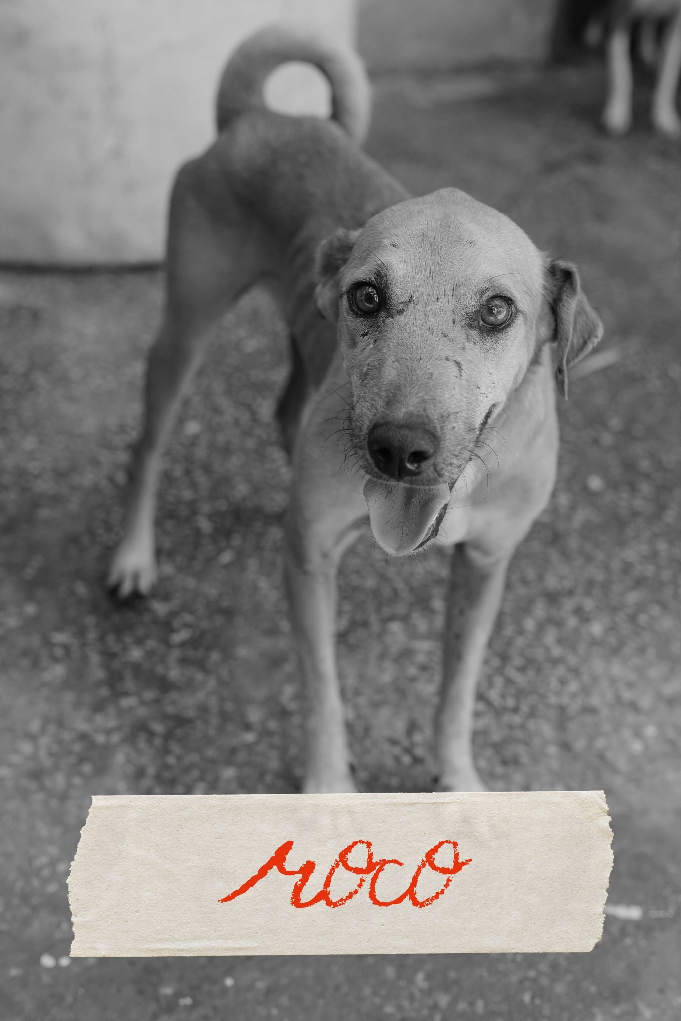 ROCO